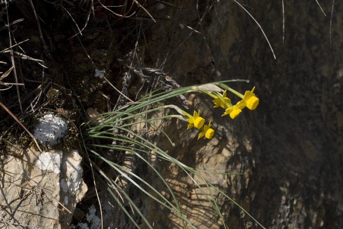 Narcissus gaditanus